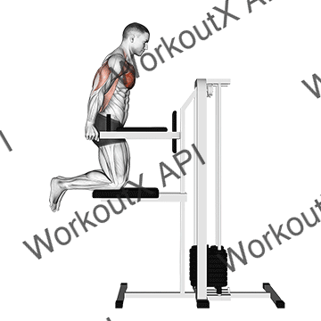 Assisted Chest Dip (kneeling) animated GIF