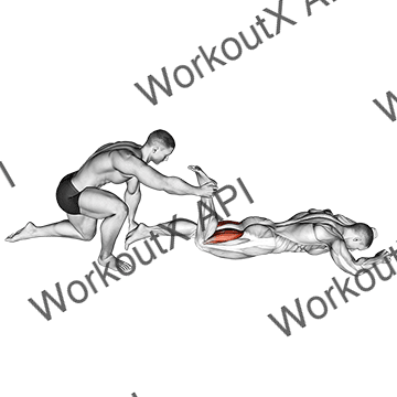 Assisted Prone Hamstring animated GIF