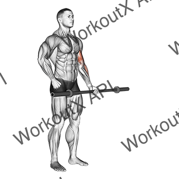 Barbell Alternate Biceps Curl animated GIF