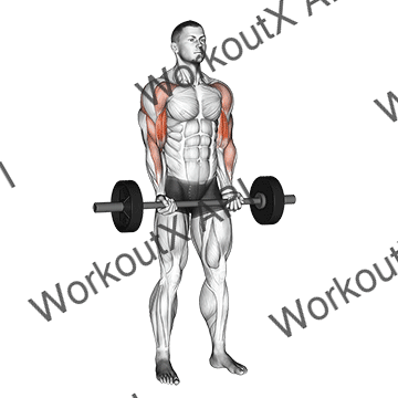 Barbell Drag Curl animated GIF