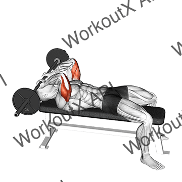 Barbell Lying Triceps Extension Skull Crusher animated GIF