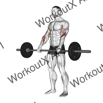 Barbell Reverse Curl animated GIF