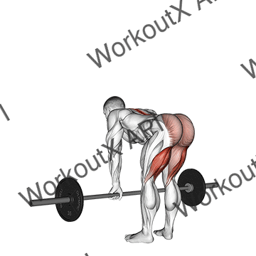 Barbell Straight Leg Deadlift animated GIF