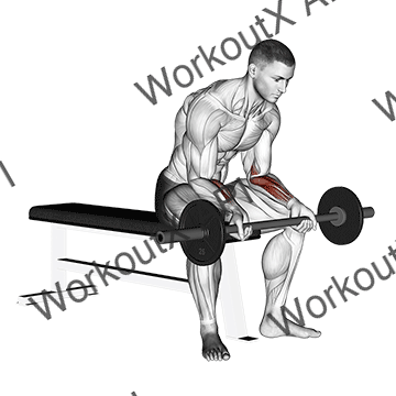 Barbell Wrist Curl V. 2 animated GIF