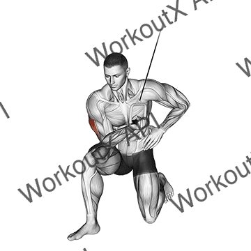 Cable Concentration Extension (on Knee) animated GIF