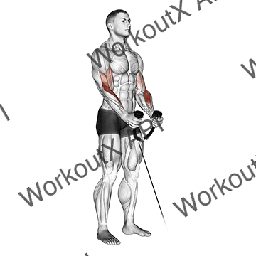 Cable Hammer Curl (with Rope) animated GIF