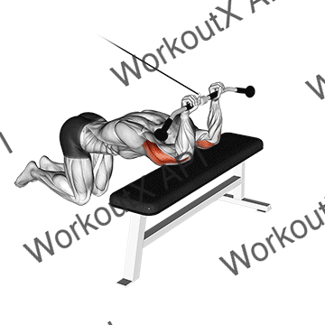 Cable Kneeling Triceps Extension animated GIF
