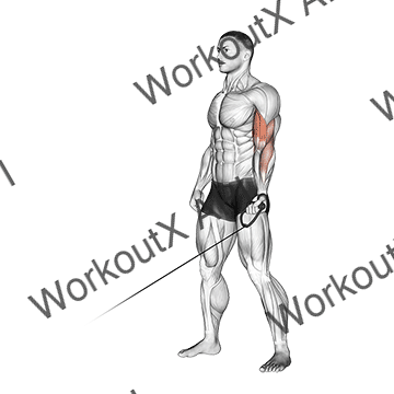 Cable One Arm Curl animated GIF