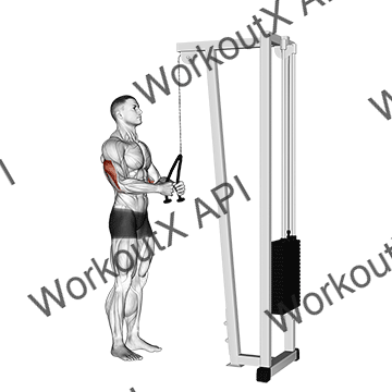 Cable Pushdown (with Rope Attachment) animated GIF