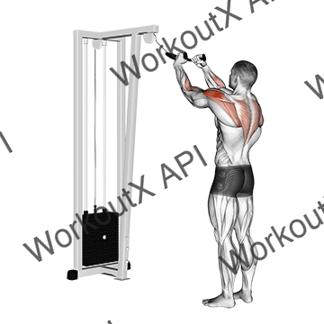 Cable Rear Delt Row (with Rope) animated GIF