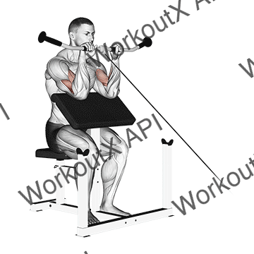 Cable Reverse Preacher Curl animated GIF