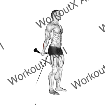 Cable Standing Back Wrist Curl animated GIF