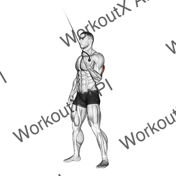 Cable Standing One Arm Triceps Extension animated GIF