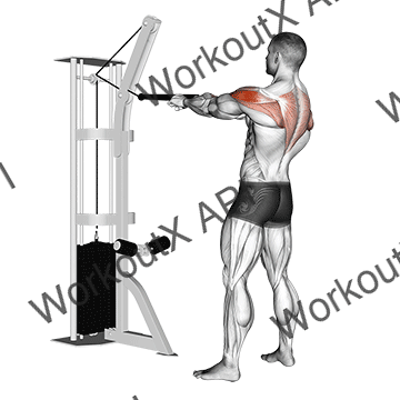 Cable Standing Rear Delt Row (with Rope) animated GIF