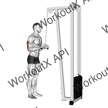 Cable Triceps Pushdown (v-bar) animated GIF