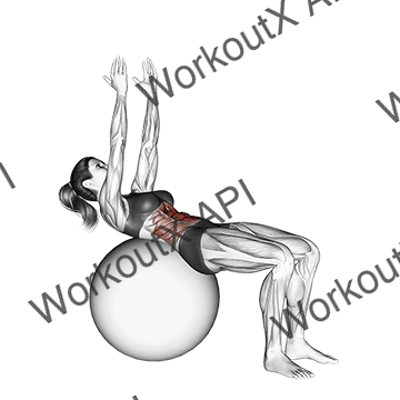 Crunch (on Stability Ball, Arms Straight) animated GIF