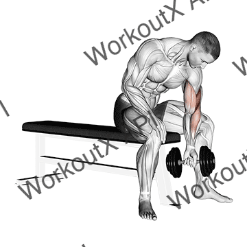 Dumbbell Concentration Curl animated GIF