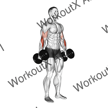 Dumbbell Hammer Curl V. 2 animated GIF