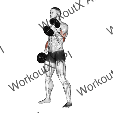 Dumbbell Hammer Curl animated GIF