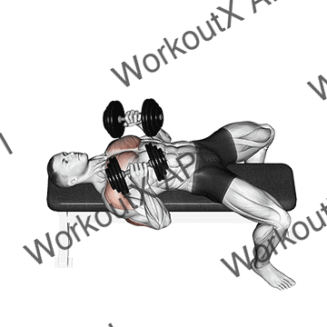 Dumbbell Lying Elbow Press animated GIF