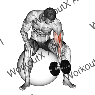 Dumbbell One Arm Concentration Curl (on Stability Ball) animated GIF
