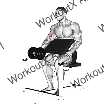 Dumbbell Preacher Curl animated GIF