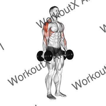 Dumbbell Raise animated GIF
