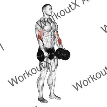 Dumbbell Reverse Grip Biceps Curl animated GIF