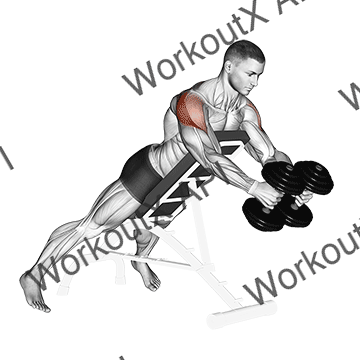 Dumbbell Reverse Fly animated GIF
