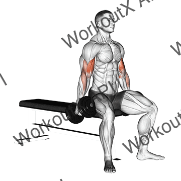 Dumbbell Seated Curl animated GIF