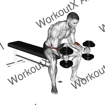 Dumbbell Seated Neutral Wrist Curl animated GIF