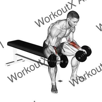 Dumbbell Seated Palms Up Wrist Curl animated GIF
