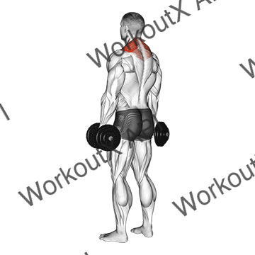 Dumbbell Shrug animated GIF