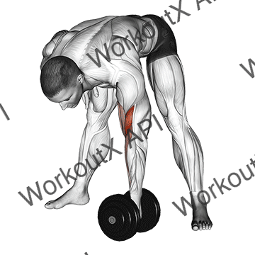 Dumbbell Standing Concentration Curl animated GIF