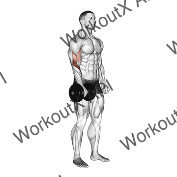 Dumbbell Standing One Arm Reverse Curl animated GIF