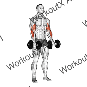 Dumbbell Zottman Curl animated GIF