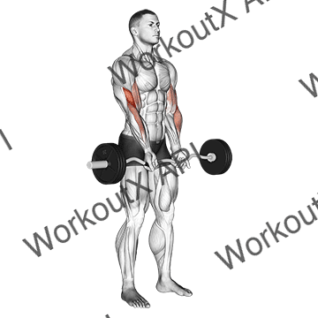 Ez Barbell Close-grip Curl animated GIF