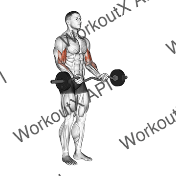 Ez Barbell Curl animated GIF