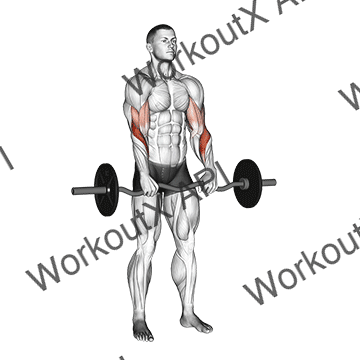 Ez Barbell Reverse Grip Curl animated GIF