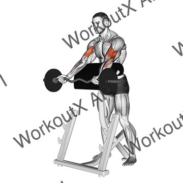 Ez Barbell Spider Curl animated GIF