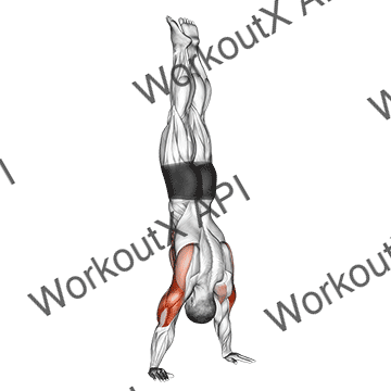 Handstand Push-up animated GIF