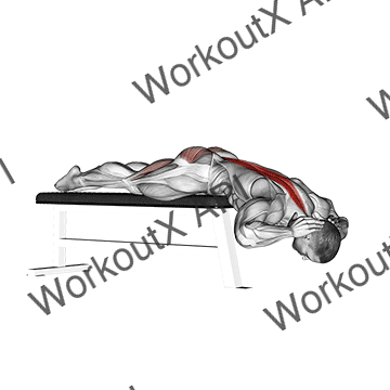 Hyperextension (on Bench) animated GIF
