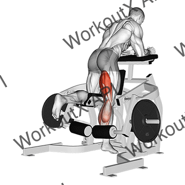Lever Kneeling Leg Curl animated GIF