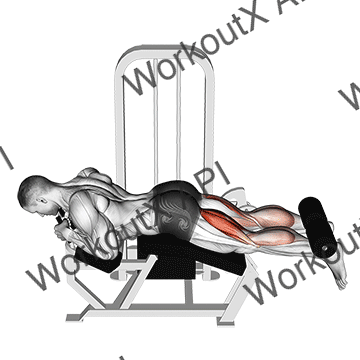 Lever Lying Leg Curl animated GIF