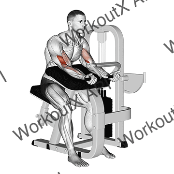 Lever Preacher Curl animated GIF