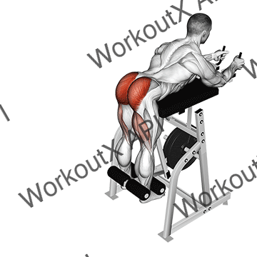 Lever Reverse Hyperextension animated GIF