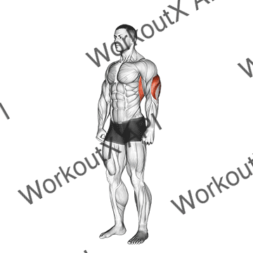 Overhead Triceps Stretch animated GIF