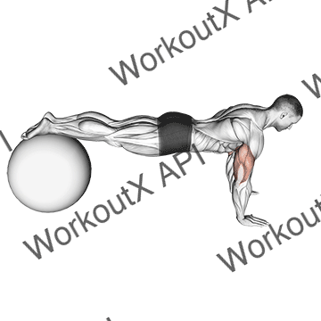 Push-up (on Stability Ball)