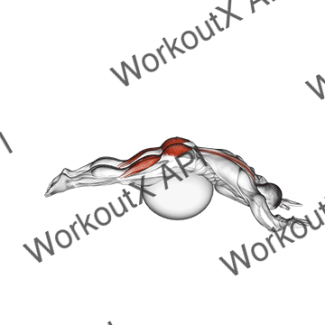 Reverse Hyper Extension (on Stability Ball) animated GIF