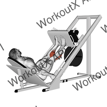 Sled 45° Calf Press animated GIF